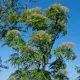 Prydnadsträd Omnia Garden Ullungrönn Dodong