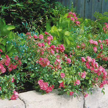 Ros Omnia Garden Marktäckande Fairy Dance