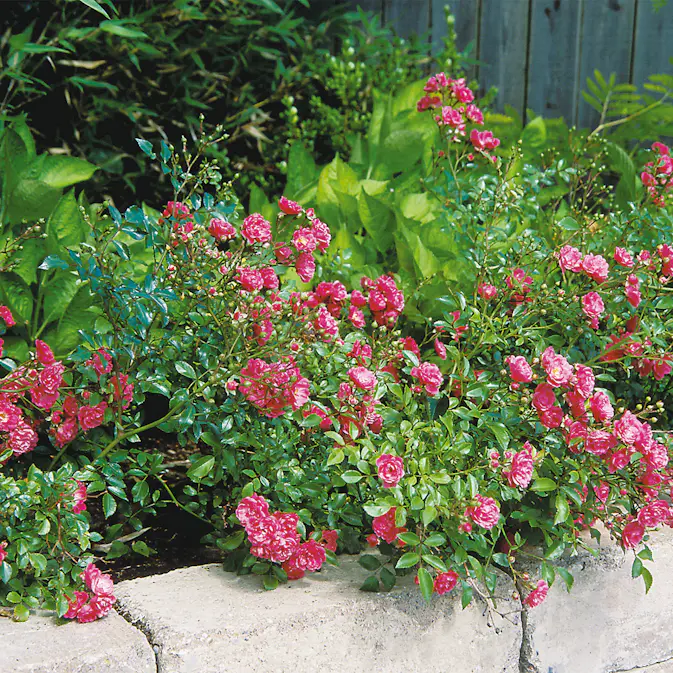 Ros Omnia Garden Marktäckande Fairy Dance