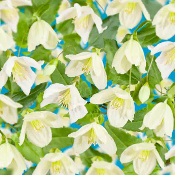 Klätterväxt Vintergrön Klematis Omnia Garden Jingle Bells 40-60 cm