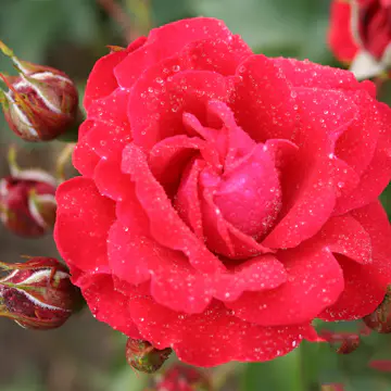 Flerblommig Rabattros Omnia Garden Nina Weibull