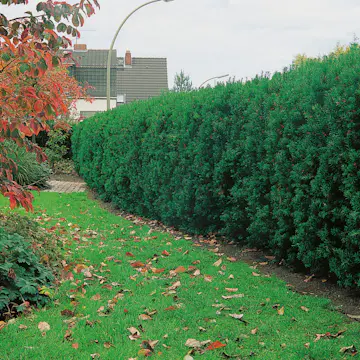 Idegran Omnia Garden Hybrid Hicksii 20-30 cm