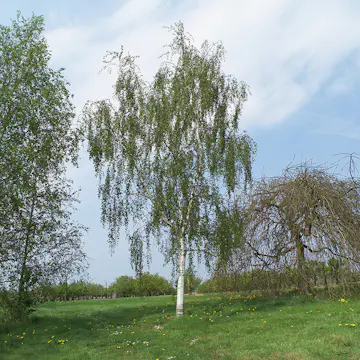 Prydnadsträd Omnia Garden Hängbjörk - Grönt Lövverk & Gul Blomning, 150-200 cm