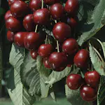 Sötkörsbärsträd Omnia Garden Sam