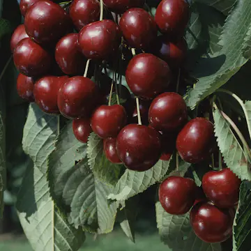 Sötkörsbärsträd Omnia Garden Sam