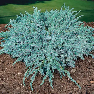 Himalaya-en Omnia Garden Blue Carpet 30-35 cm