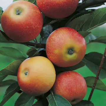 Äppelträd Omnia Garden Discovery E