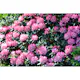 Rhododendron Omnia Garden Fantastica 25-30 cm