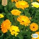 Fröpåse Eco Grow Ringblomma Calendula Officinalis