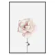 Poster Gallerix Pink Rose No1