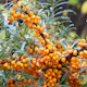 Buske Havtorn Omnia Garden Trädgårdens vitaminförråd