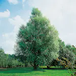 Prydnadsträd Omnia Garden Klotpil, Grönt Lövverk, Lättodlad & Lättskött, 150-200 cm