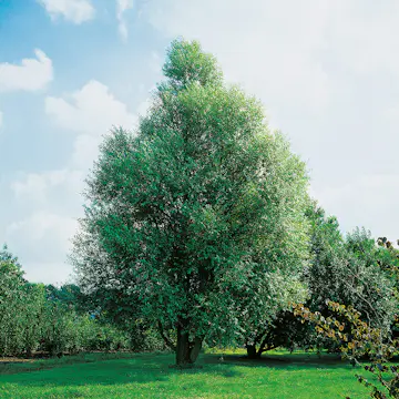 Prydnadsträd Omnia Garden Klotpil, Grönt Lövverk, Lättodlad & Lättskött, 150-200 cm