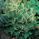 Perenn Omnia Garden Koreansk Plymspirea