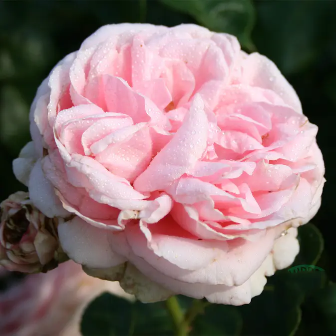 Storblommig Klätterros Omnia Garden Giardina