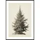 Poster Gallerix Vintage Fir Tree