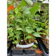 Buske Omnia Garden Syrén 20-40cm Krukodlade