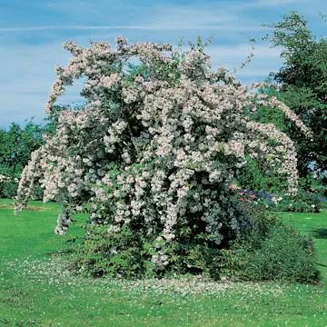 Prydnadsbuske Omnia Garden Paradisbuske