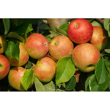 Äppelträd Omnia Garden Malus Domestica Fredrik E