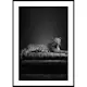 Poster Gallerix The Pet Leopard B&W