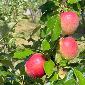 Äppelträd Omnia Garden Lovisa® E