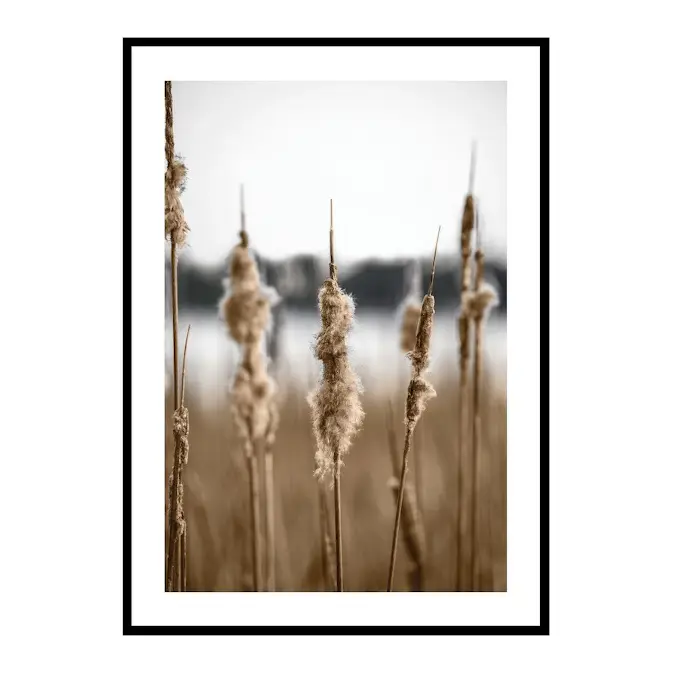 Poster Gallerix Waterfront Reeds