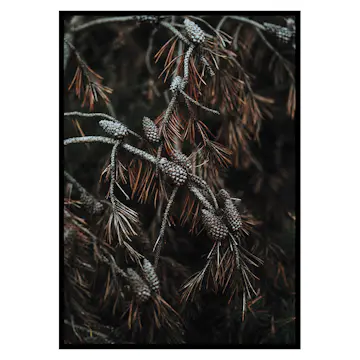 Poster Gallerix Tree Cones Dark