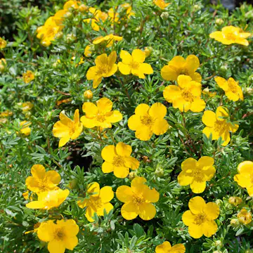 Buske Omnia Garden Ölandstok 30-50cm Krukodlade