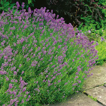 Lavendel Omnia Garden Munstead Stor Kruka