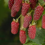 Buske Björnbärshallon Omnia Garden 60-80 cm