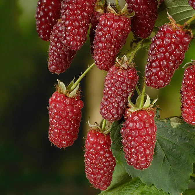 Buske Björnbärshallon Omnia Garden 60-80 cm