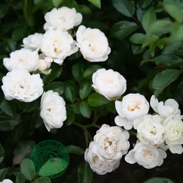 Ros Omnia Garden Marktäckande White Fairy