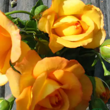 Storblommig Klätterros Omnia Garden Sahara