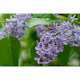 Buske Omnia Garden Syrén 20-40cm Krukodlade