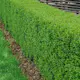 Häck Omnia Garden Vinterliguster Liga 125-150 cm