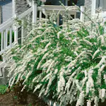 Buske Omnia Garden Norsk Brudspirea Grefsheim 80-100 cm