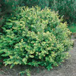 Prydnadsbuske Omnia Garden Japansk Järnek Convexa