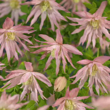 Klätterväxt Klematis Omnia Garden Country Rose 40-60 cm