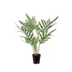 Konstväxt Mr Plant Ormbunke 75