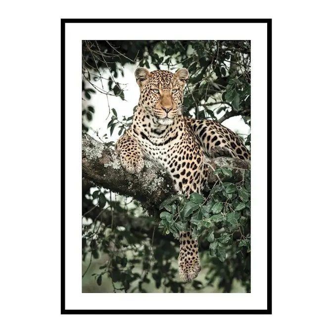 Poster Gallerix Leopard In Tree