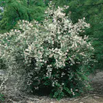 Prydnadsbuske Omnia Garden Doftschersmin 20-80 cm