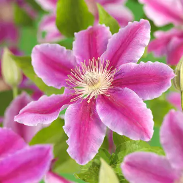 Klätterväxt Rosa Klematis Omnia Garden Dr Ruppel 40-60 cm