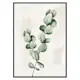 Poster Gallerix Eucalyptus Watercolor