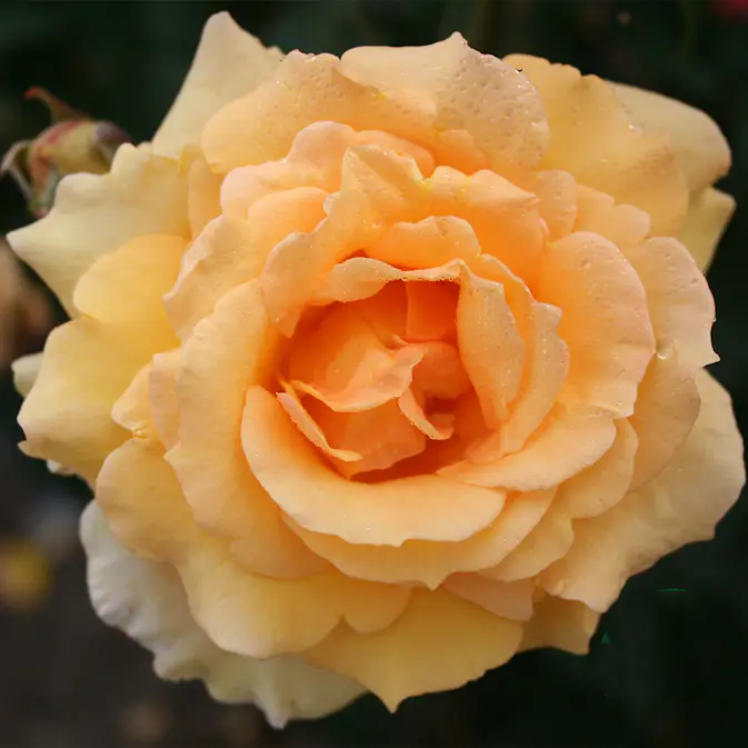 Storblommig Buskros Omnia Garden Sophia Renaissance