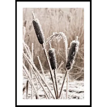 Poster Gallerix Frozen Reeds