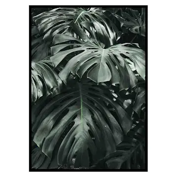 Poster Gallerix Monstera No3