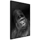 Poster Artgeist Affisch Gorilla
