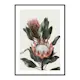 Poster Gallerix Protea Flowers