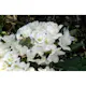 Rhododendron Omnia Garden Cunningham's White