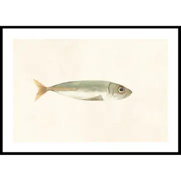 Poster Gallerix Colored Sardine